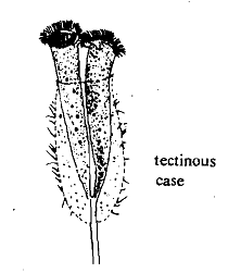 1616_Lorica - body form Protozoans.png